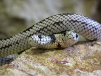 /album/galleria-fotografica/serpenti-jpg/