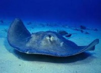 /album/galleria-fotografica/razza-jpg/