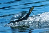 /album/galleria-fotografica/tartaruga-jpg/