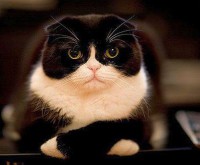 /album/galleria-fotografica/gatto2-jpg/