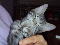 /album/galleria-fotografica/gattoci%c3%b9-jpg/