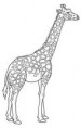 GIRAFFA
